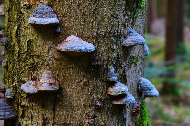 houby na stromě.jpg