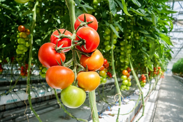 rajčata ve skleníku.jpg